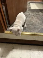 Micah, a female French Bulldog for sale in Watertown, TN – Photo 7 of 7