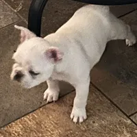 Micah, a female French Bulldog for sale in Watertown, TN – Photo 4 of 7