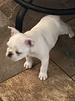 Micah, a female French Bulldog for sale in Watertown, TN – Photo 4 of 7