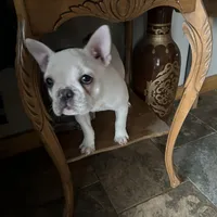 Micah, a female French Bulldog for sale in Watertown, TN – Photo 2 of 7