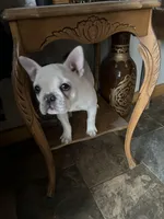 Micah, a female French Bulldog for sale in Watertown, TN – Photo 2 of 7