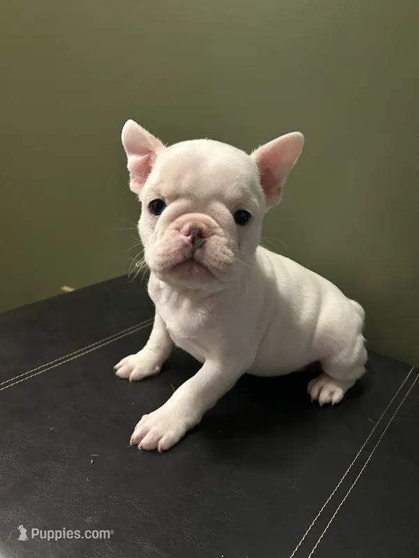 Bingo – French Bulldog puppy for sale in Watertown, TN