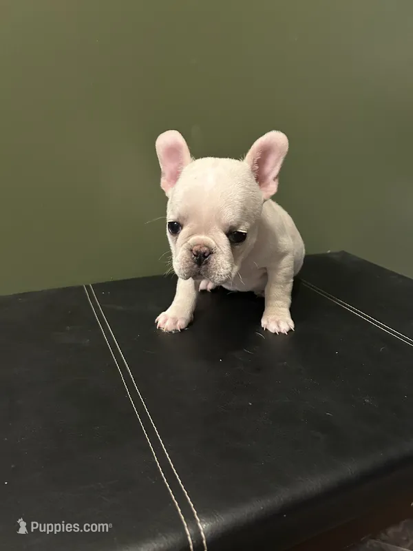 Banjo – French Bulldog puppy for sale in Watertown, TN