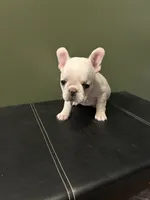 Banjo, a male French Bulldog for sale in Watertown, TN – 1 of 2