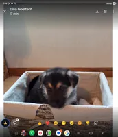 Jack, a  German Shepherd Dog for sale in Hiawatha, IA – Photo 7 of 10