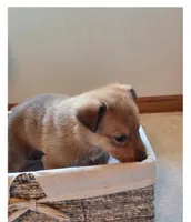 Jack, a  German Shepherd Dog for sale in Hiawatha, IA – Photo 5 of 10