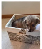 Jack, a  German Shepherd Dog for sale in Hiawatha, IA – Photo 8 of 10