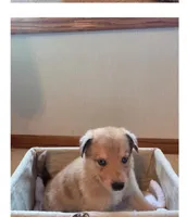 Jack, a  German Shepherd Dog for sale in Hiawatha, IA – Photo 4 of 10