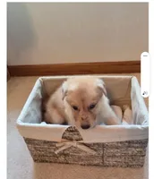 Jack, a  German Shepherd Dog for sale in Hiawatha, IA – Photo 6 of 10