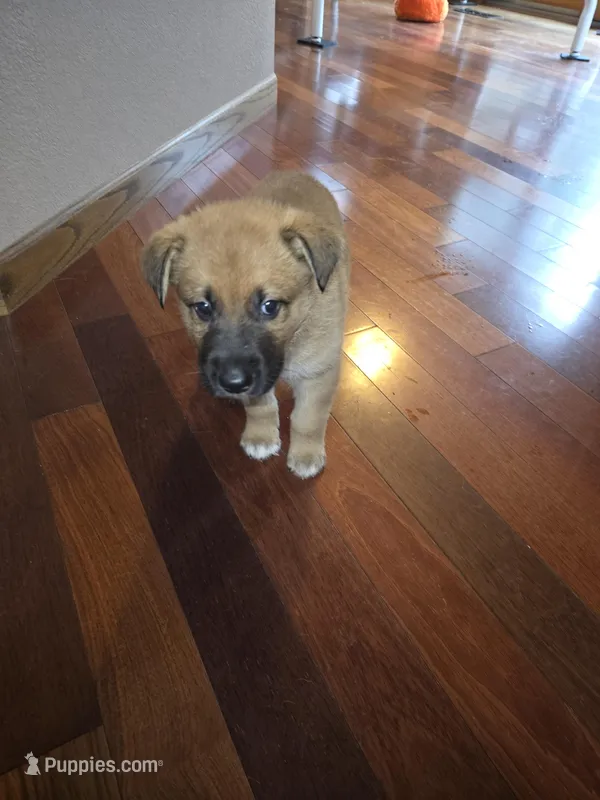 Jack – German Shepherd Dog puppy for sale in Hiawatha, IA