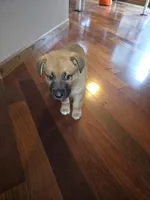 Jack, a  German Shepherd Dog for sale in Hiawatha, IA – Photo 1 of 10