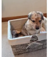 Jack, a  German Shepherd Dog for sale in Hiawatha, IA – Photo 10 of 10