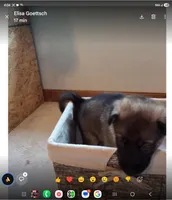 Jack, a  German Shepherd Dog for sale in Hiawatha, IA – Photo 9 of 10