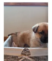 Jack, a  German Shepherd Dog for sale in Hiawatha, IA – Photo 2 of 10