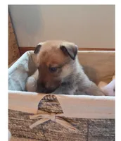 Jack, a  German Shepherd Dog for sale in Hiawatha, IA – Photo 3 of 10