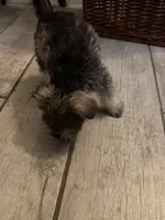 Pepper, a female Standard Schnauzer for sale in ,  – 4 of 6