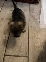 Pepper, a female Standard Schnauzer for sale in ,  – 5 of 6