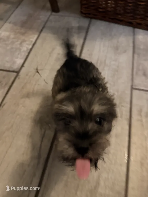 Pepper – Standard Schnauzer puppy for sale in 