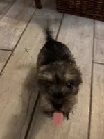 Pepper, a female Standard Schnauzer for sale in ,  – 1 of 6