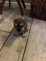 Pepper, a female Standard Schnauzer for sale in ,  – 2 of 6