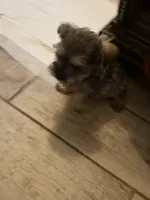 Pepper, a female Standard Schnauzer for sale in ,  – 3 of 6