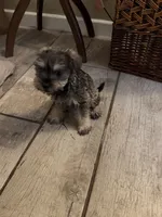 Pepper, a female Standard Schnauzer for sale in ,  – 6 of 6