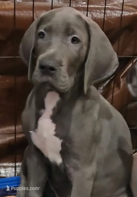 Blue male – Great Dane puppy for sale in Wauchula, FL