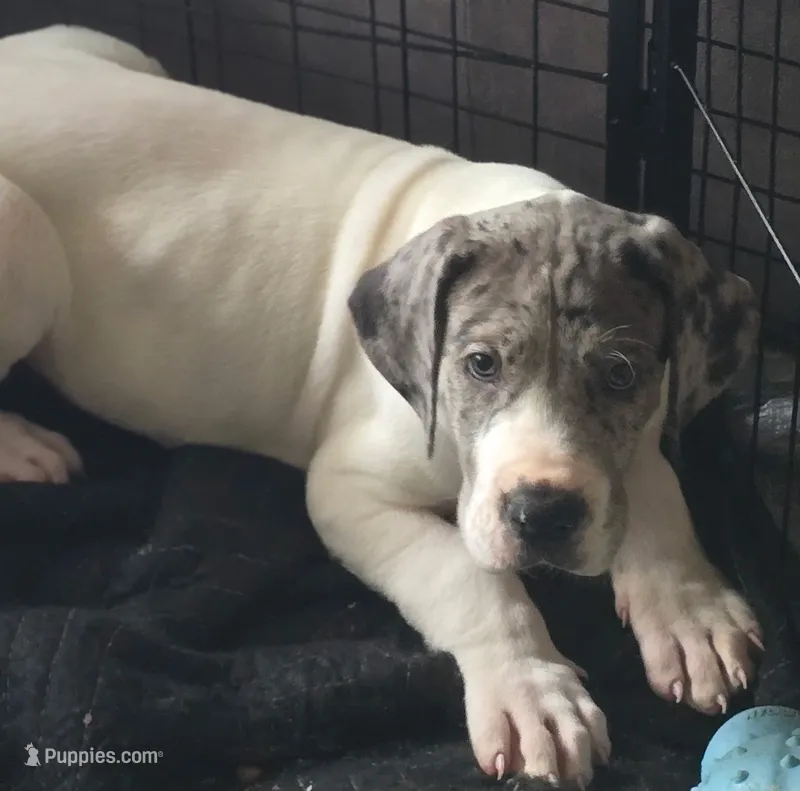 Merle male – Great Dane puppy for sale in Wauchula, FL