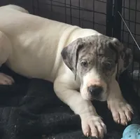 Merle male, a male Great Dane for sale in Wauchula, FL – 1 of 1