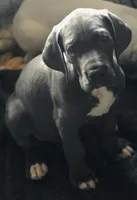 Blue male, a male Great Dane for sale in Wauchula, FL – 1 of 1