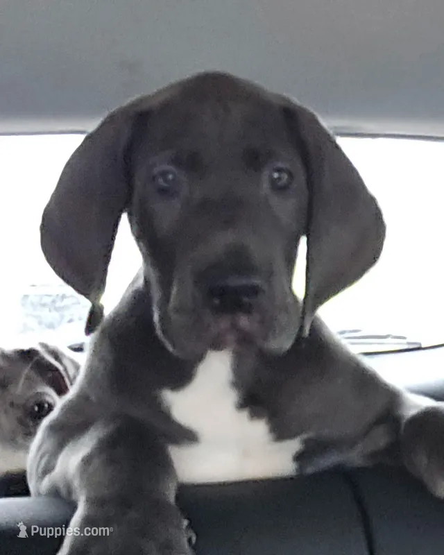 Blue male – Great Dane puppy for sale in Wauchula, FL