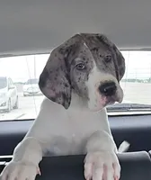 Pending , a male Great Dane for sale in Wauchula, FL – 1 of 1