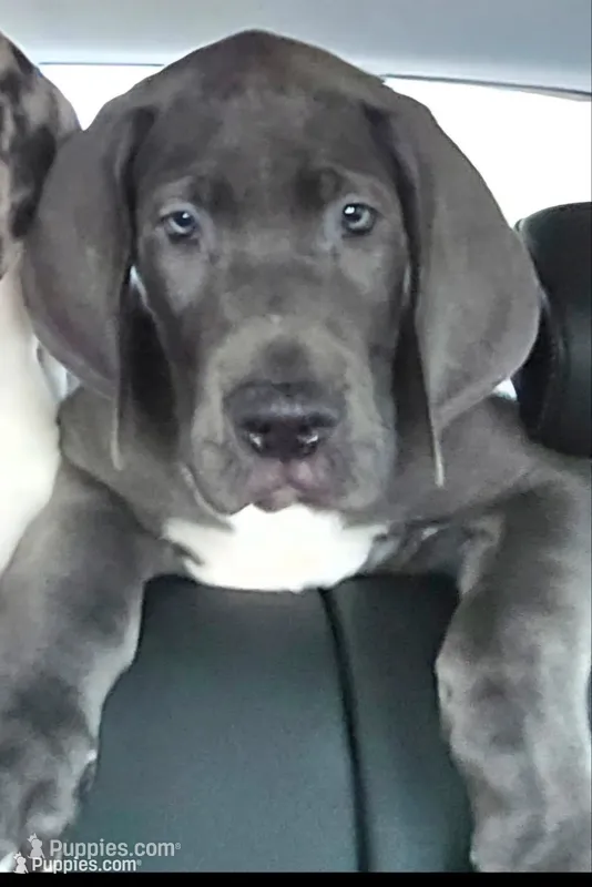 Blue male – Great Dane puppy for sale in Wauchula, FL
