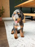 Pitcher, a male Aussiedoodle for sale in Goshen, IN – 2 of 3