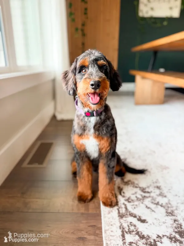 Pitcher – Aussiedoodle puppy for sale in Goshen, IN
