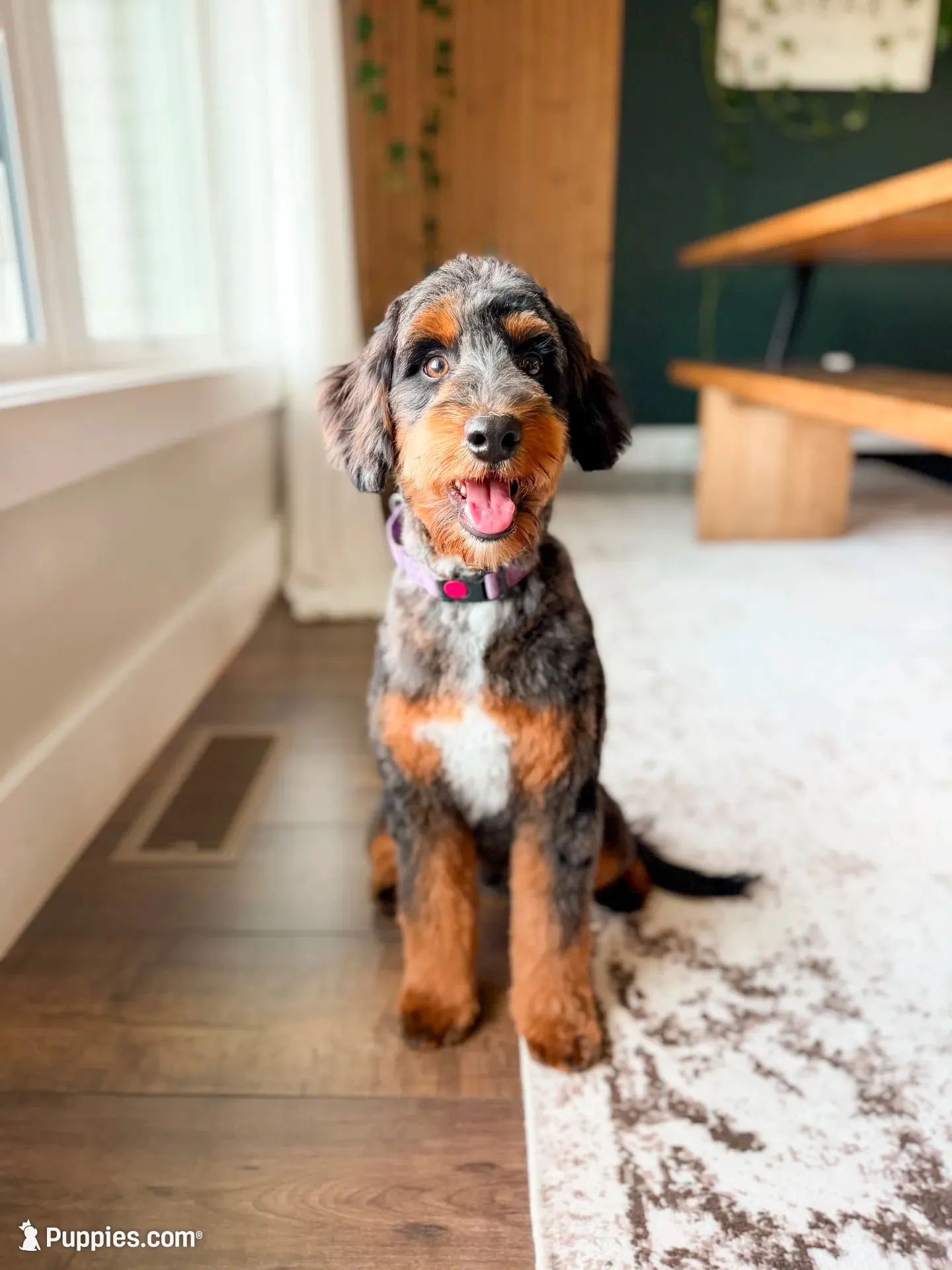 Pitcher, a male Aussiedoodle for sale in Goshen, IN – 1 of 3