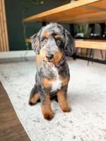 Pitcher, a male Aussiedoodle for sale in Goshen, IN – 3 of 3
