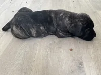 Fred, a male Cane Corso for sale in West Covina, CA – 2 of 7