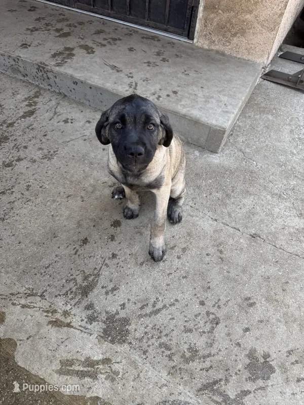 Sandy – Cane Corso puppy for sale in West Covina, CA