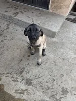 Sandy, a female Cane Corso for sale in West Covina, CA – 1 of 2