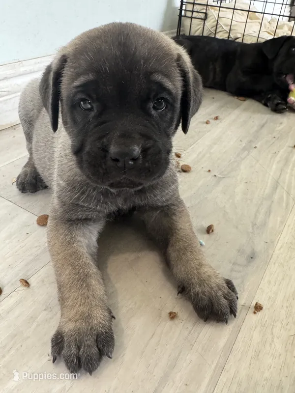 Porky – Cane Corso puppy for sale in West Covina, CA