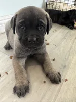 Porky, a male Cane Corso for sale in West Covina, CA – 1 of 4