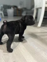 Baby, a female Cane Corso for sale in West Covina, CA – Photo 3 of 3