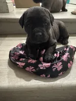 Baby, a female Cane Corso for sale in West Covina, CA – Photo 1 of 3