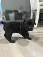 Baby, a female Cane Corso for sale in West Covina, CA – Photo 2 of 3