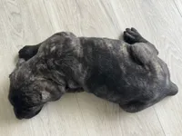 Fred, a male Cane Corso for sale in West Covina, CA – 6 of 7
