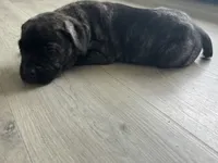 Fred, a male Cane Corso for sale in West Covina, CA – 5 of 7