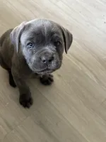 Katie, a female Cane Corso for sale in West Covina, CA – Photo 6 of 6