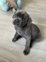 Katie, a female Cane Corso for sale in West Covina, CA – Photo 4 of 6