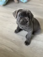 Katie, a female Cane Corso for sale in West Covina, CA – Photo 5 of 6